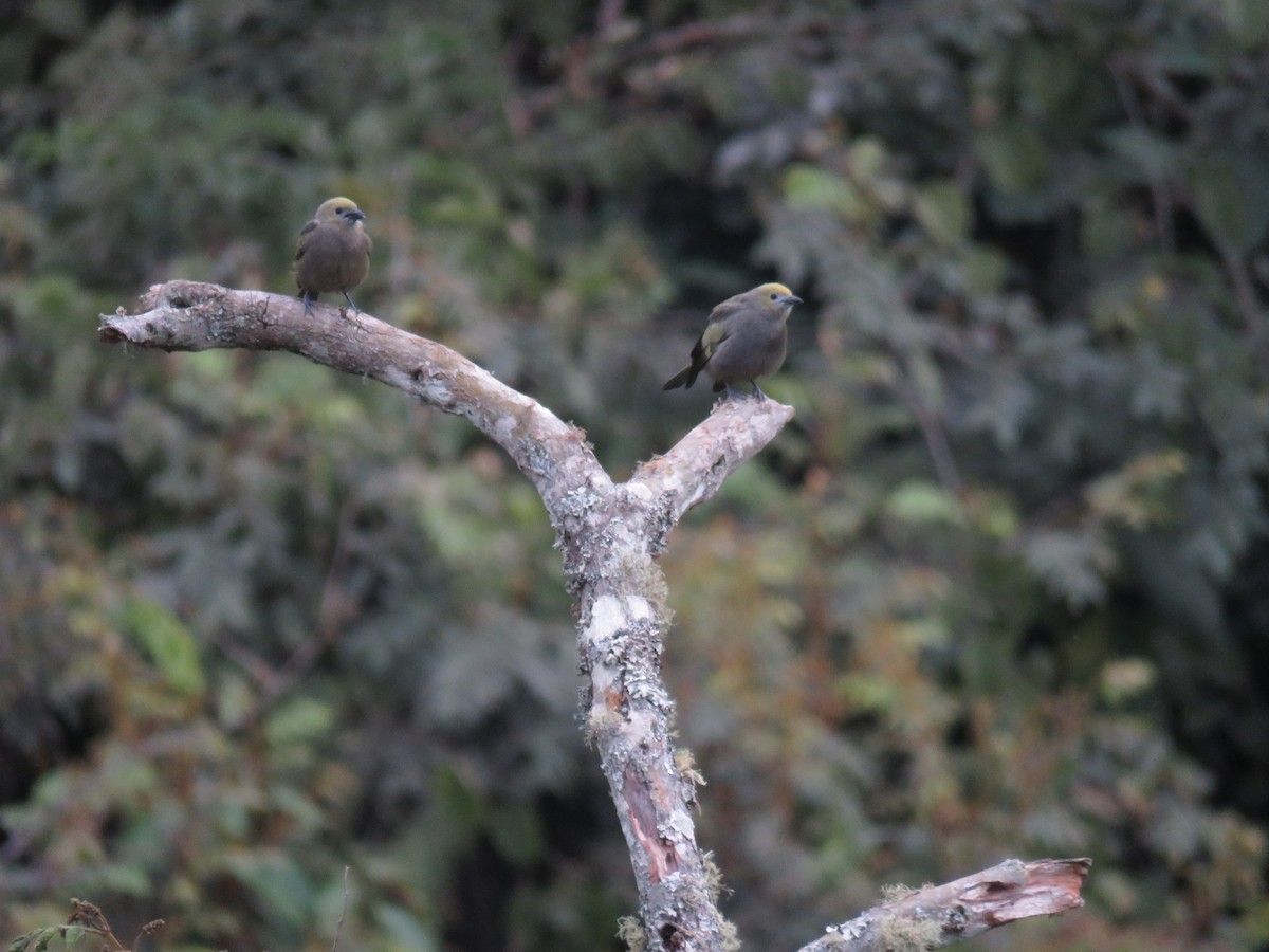 Palm Tanager - ML638244888