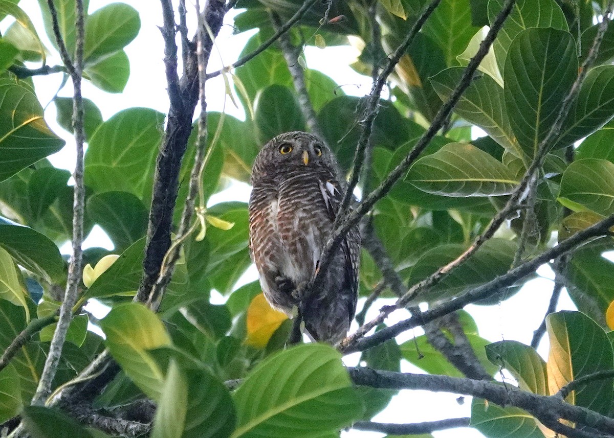 Asian Barred Owlet - ML638244890