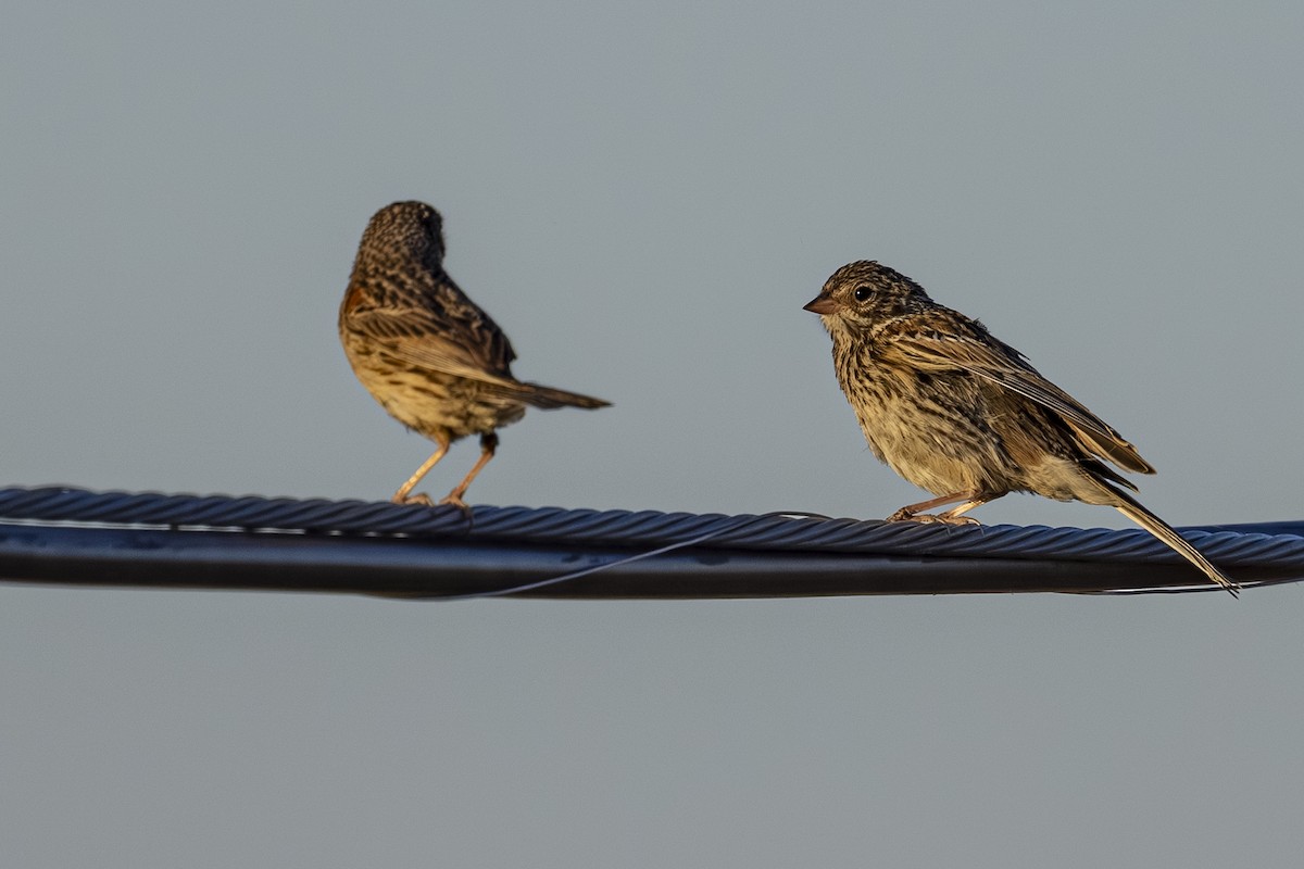 Vesper Sparrow - ML638244896