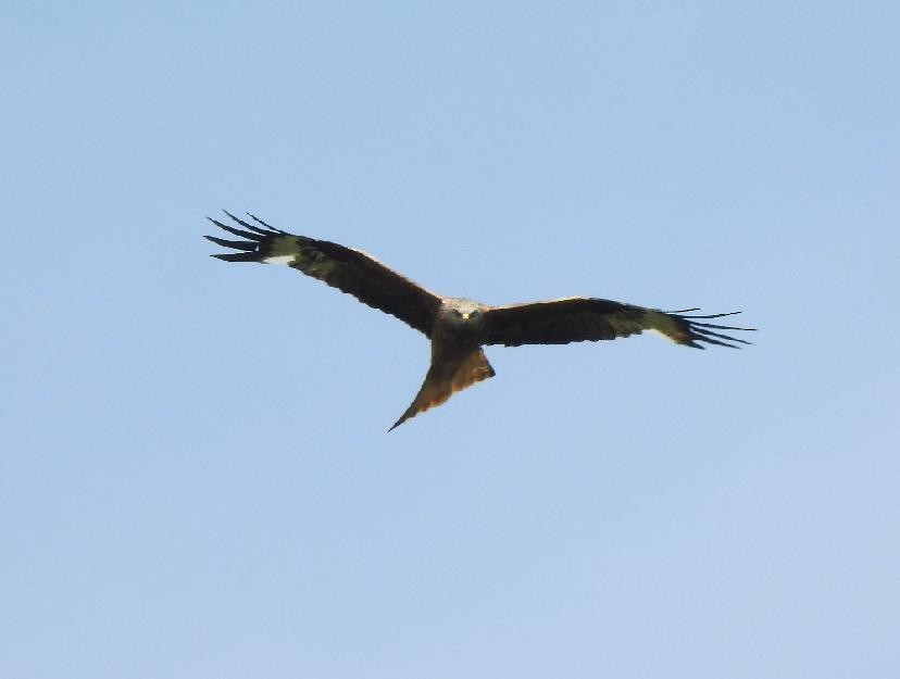 Red Kite - ML638244897