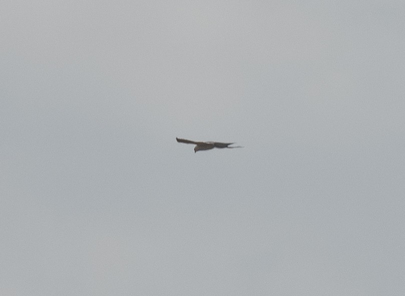 Mississippi Kite - ML638244900