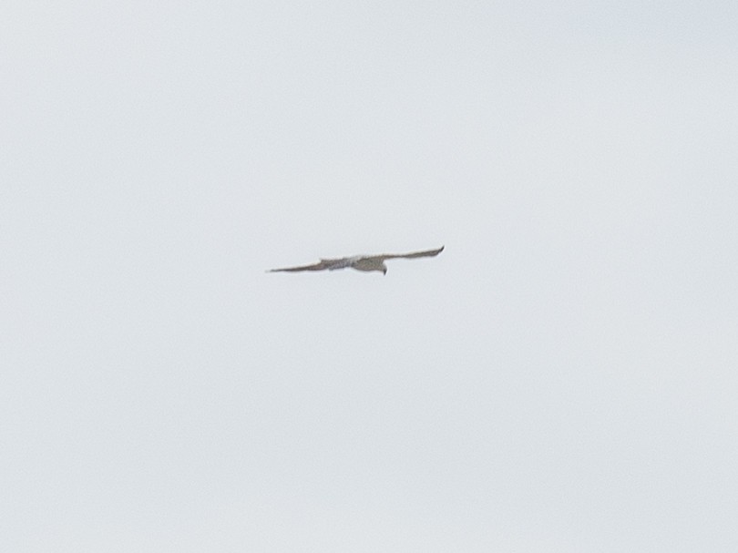 Mississippi Kite - ML638244901