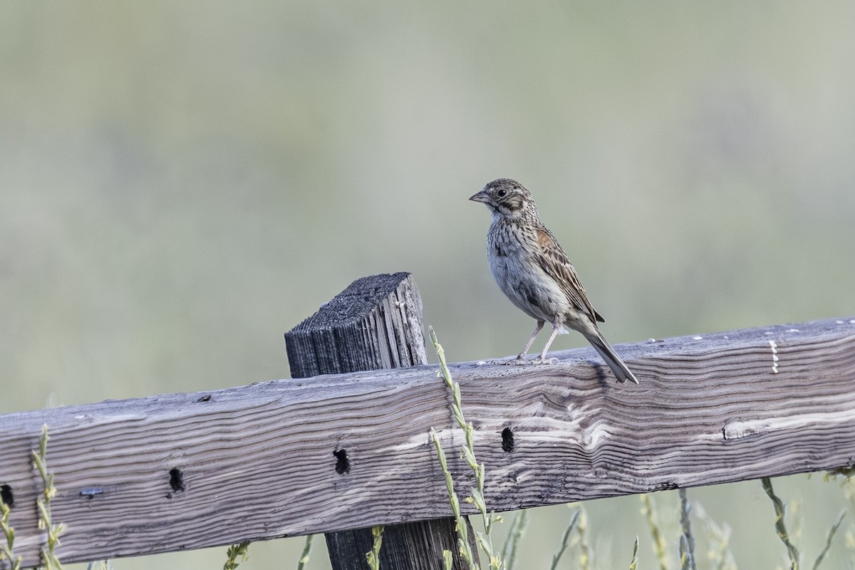 Vesper Sparrow - ML638244905