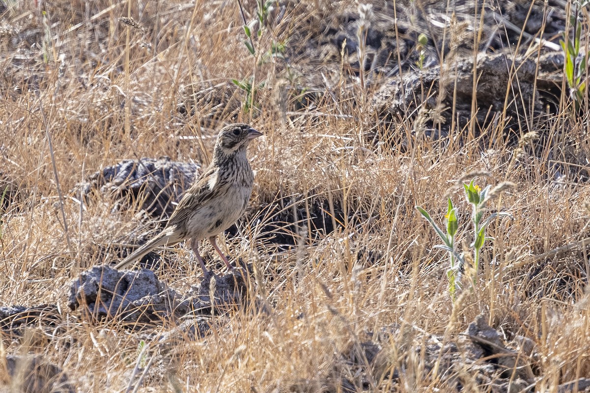 Vesper Sparrow - ML638244908