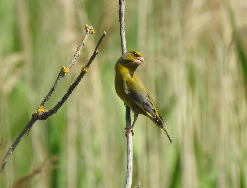 European Greenfinch - ML638244914