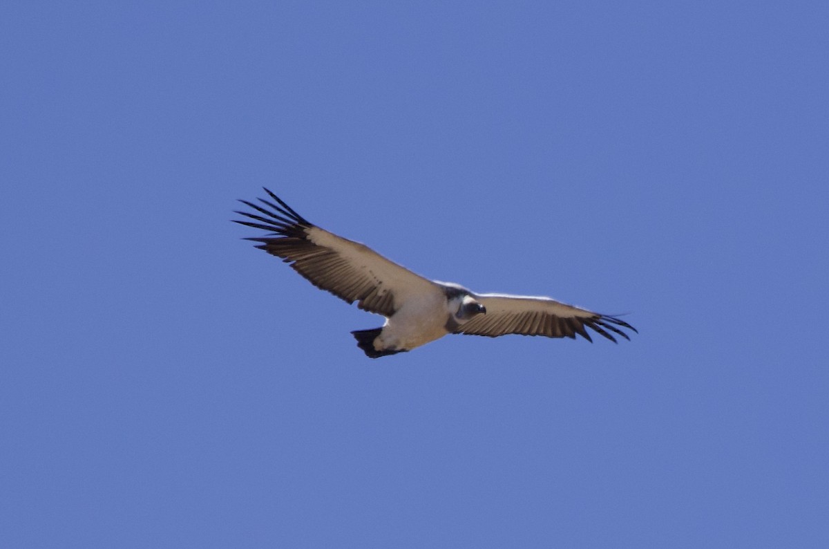 Cape Griffon - ML638244915