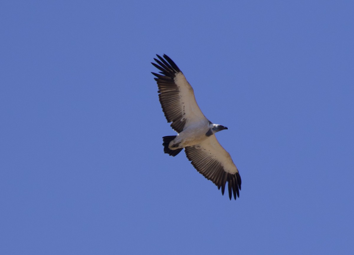 Cape Griffon - ML638244918