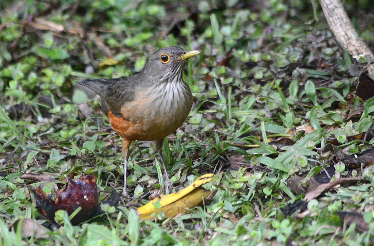 Rufous-bellied Thrush - ML638244926
