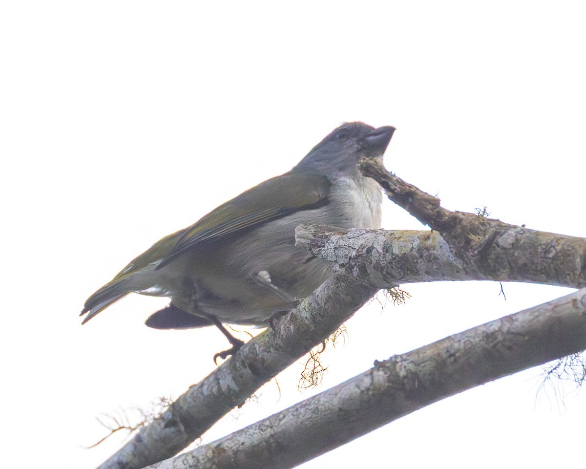 Jamaican Euphonia - ML638244933