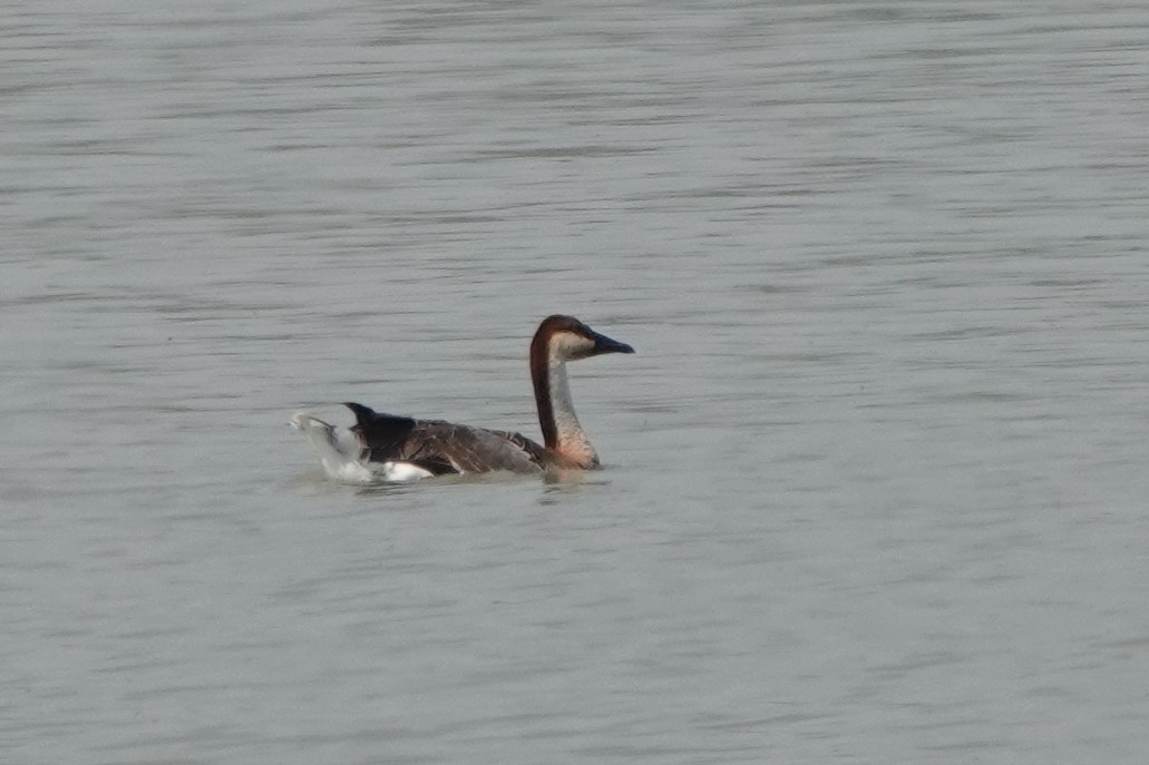 Swan Goose - ML638244939
