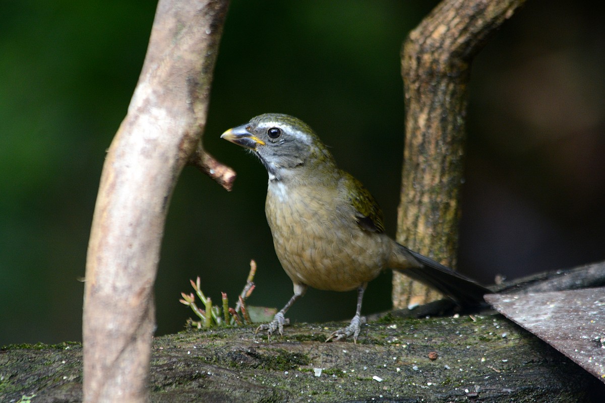 Green-winged Saltator - ML638244963