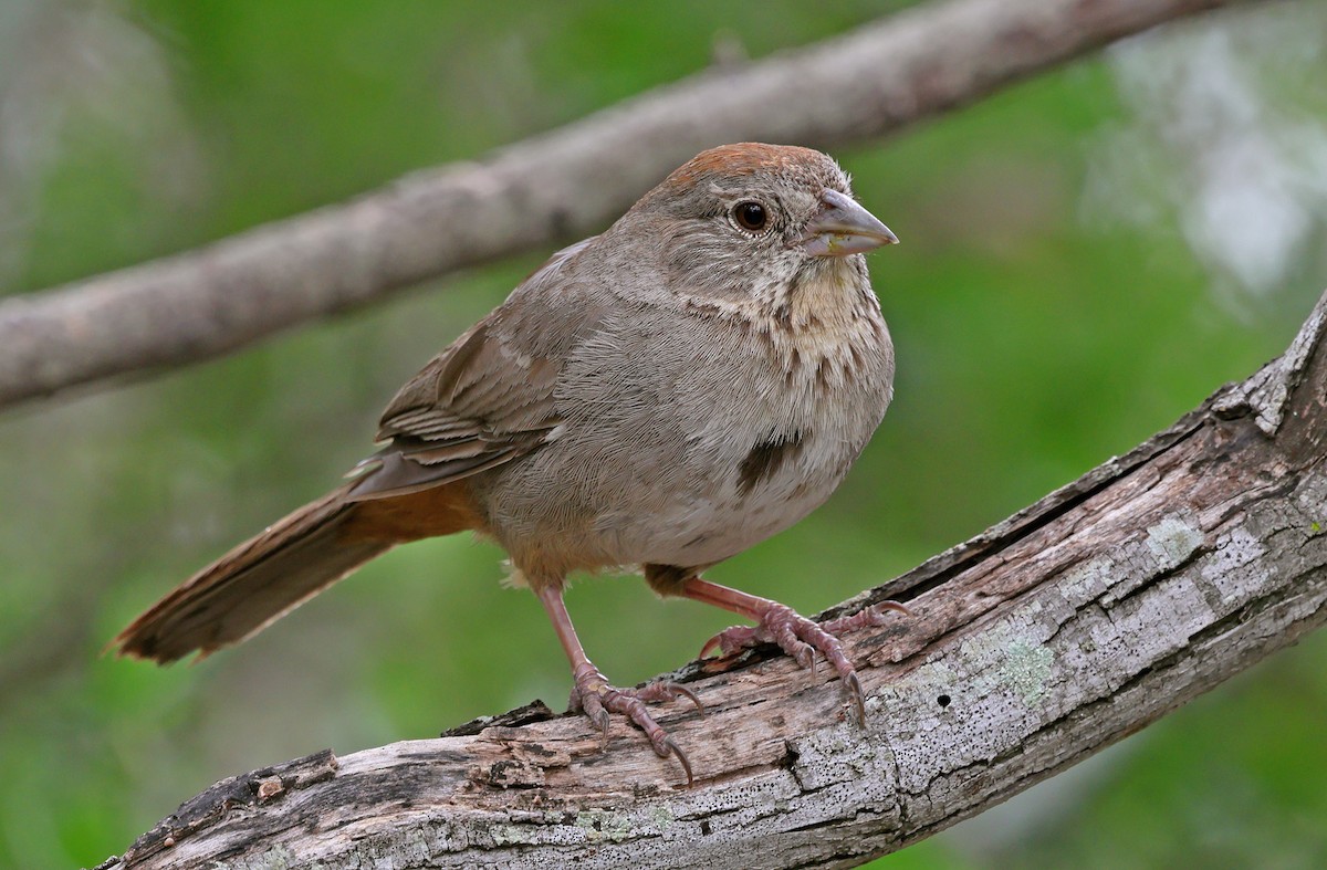 Canyon Towhee - ML638244969
