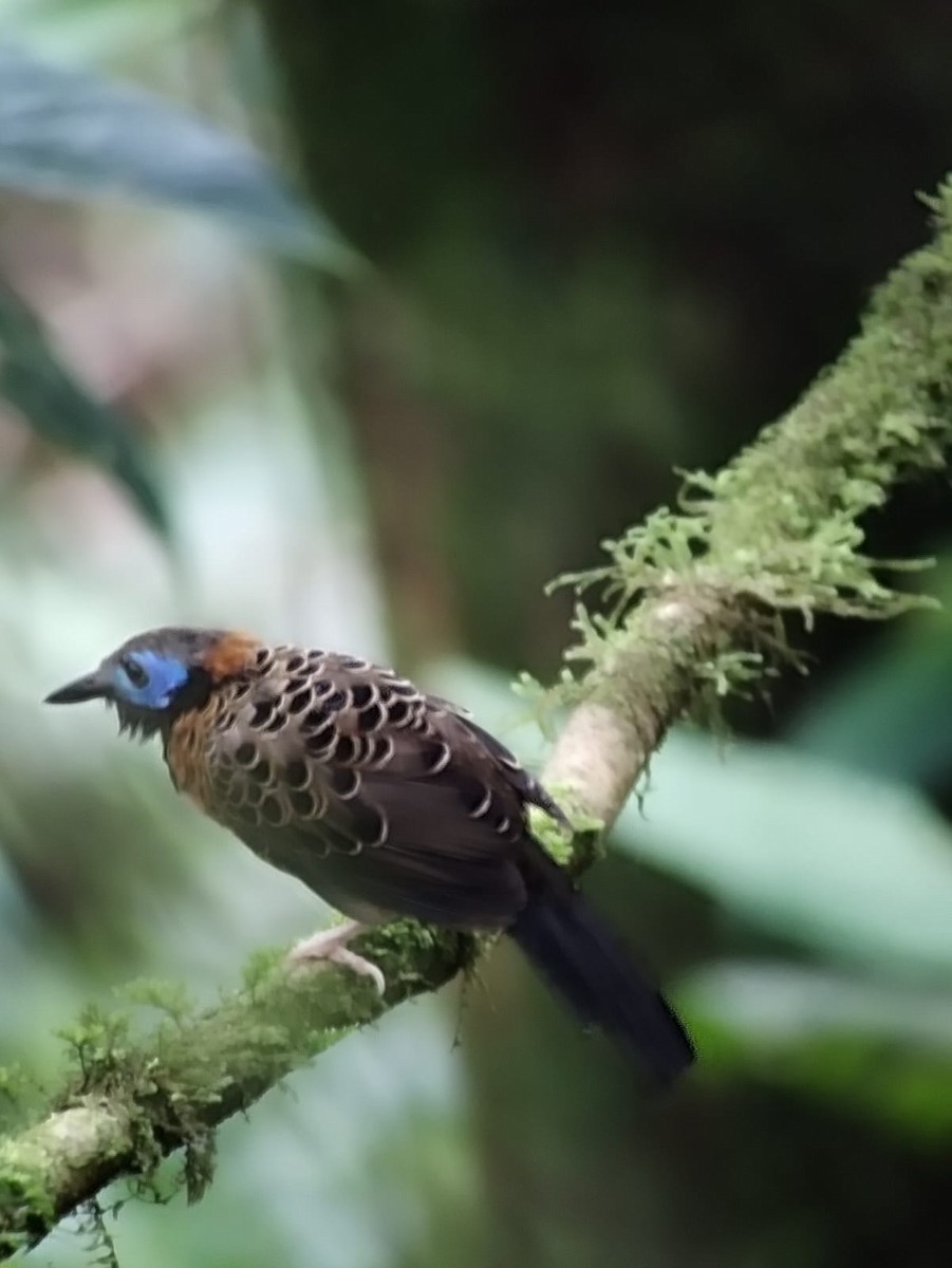 Ocellated Antbird - ML638244979