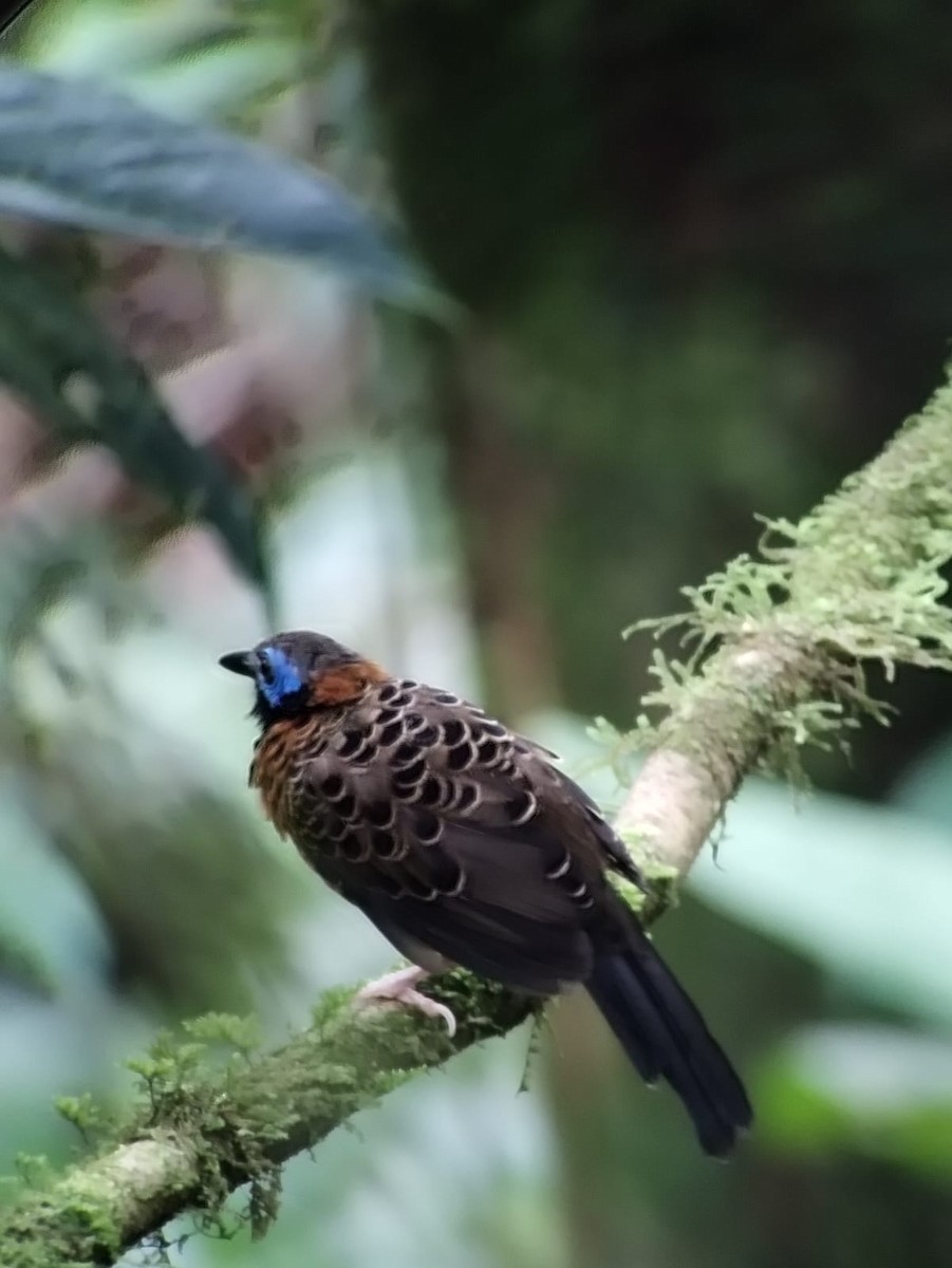 Ocellated Antbird - ML638244980