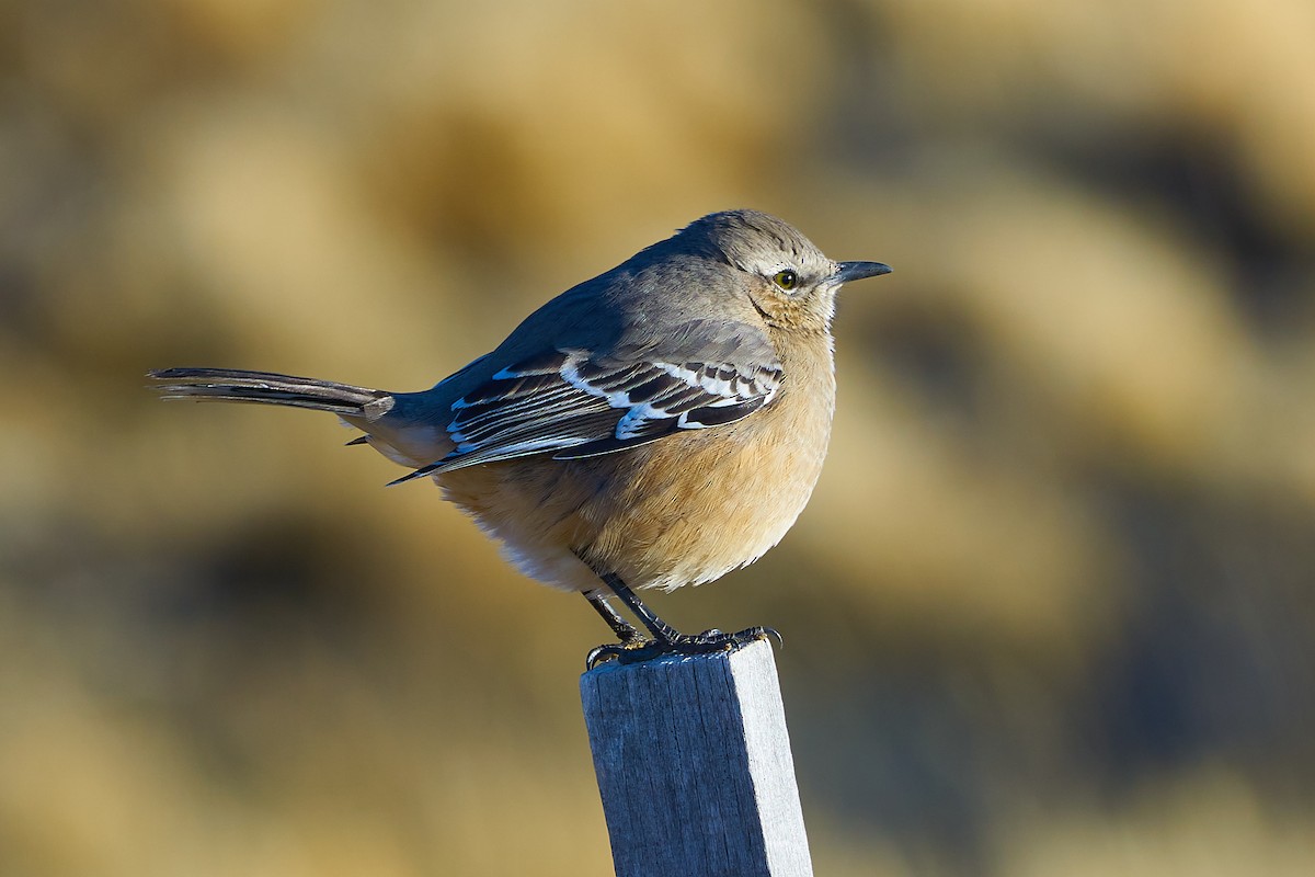Patagonian Mockingbird - ML638244995