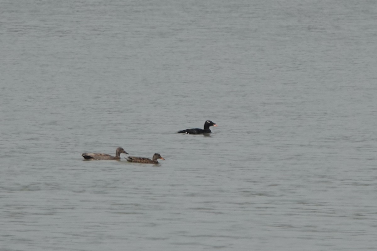 Stejneger's Scoter - ML638244996