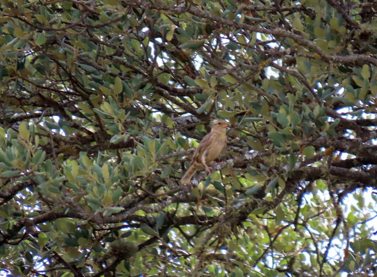 Rock Sparrow - ML638244997