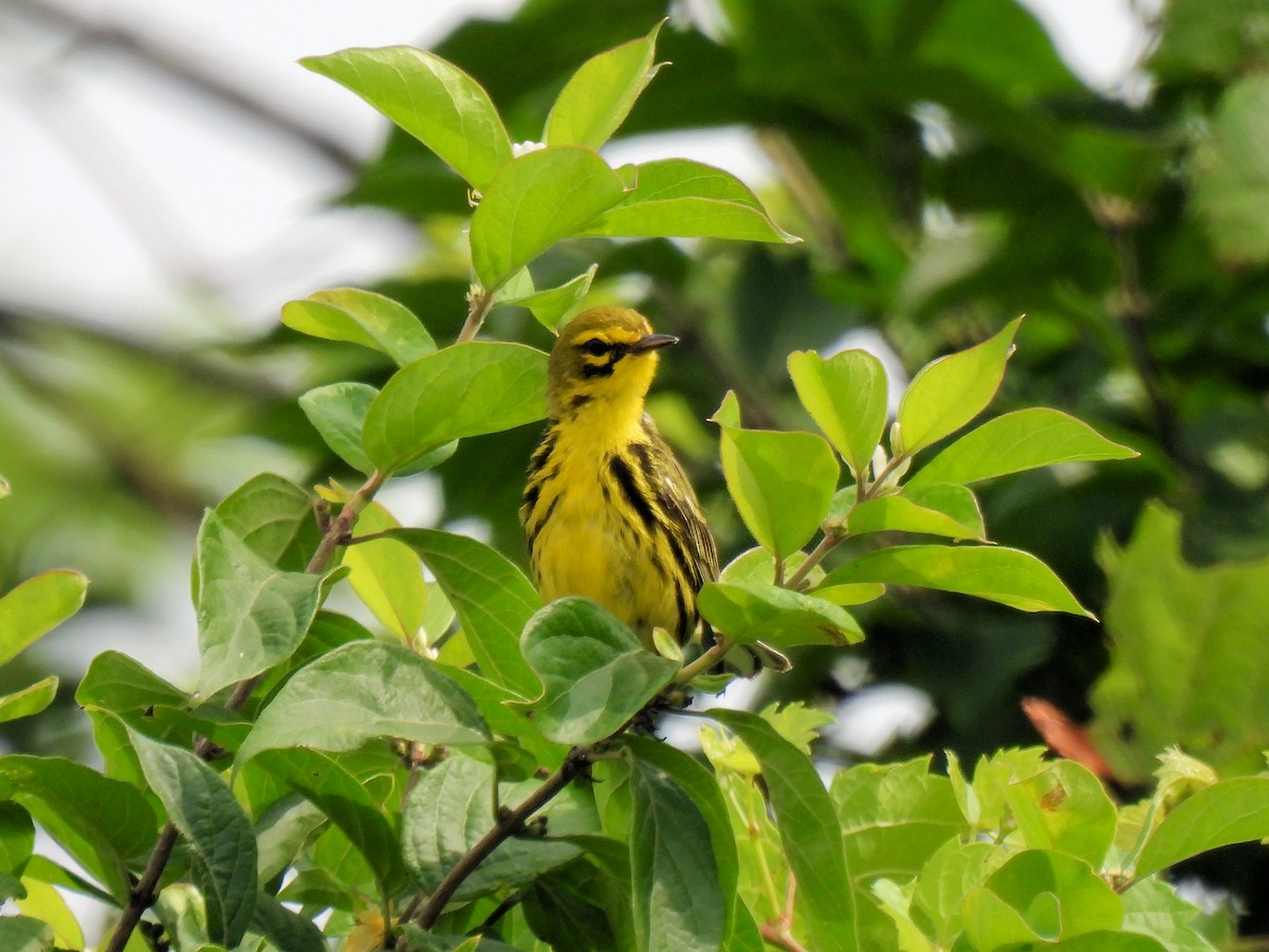 Prairie Warbler - ML638244998