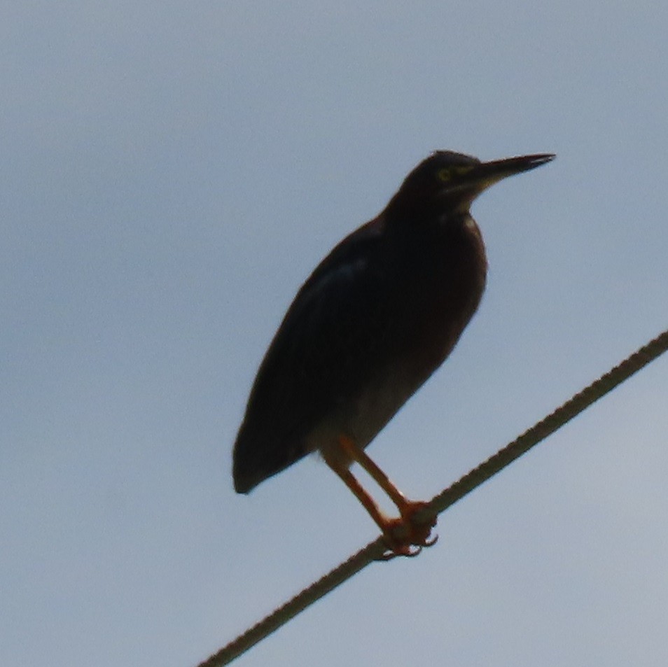 Green Heron - ML638245000