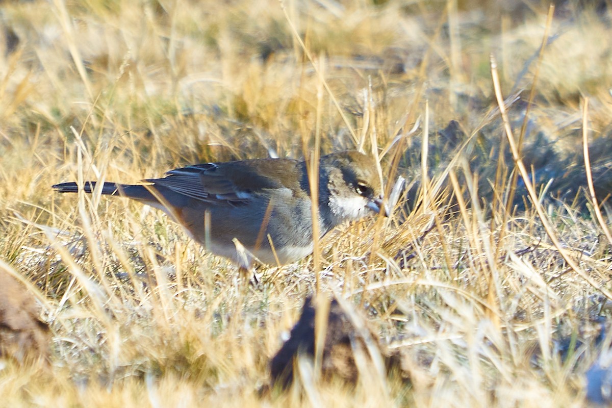 Diuca Finch - ML638245009
