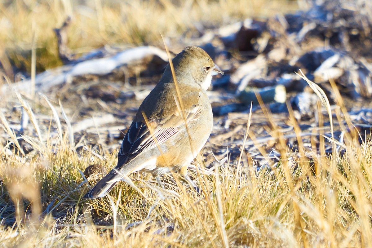 Diuca Finch - ML638245013
