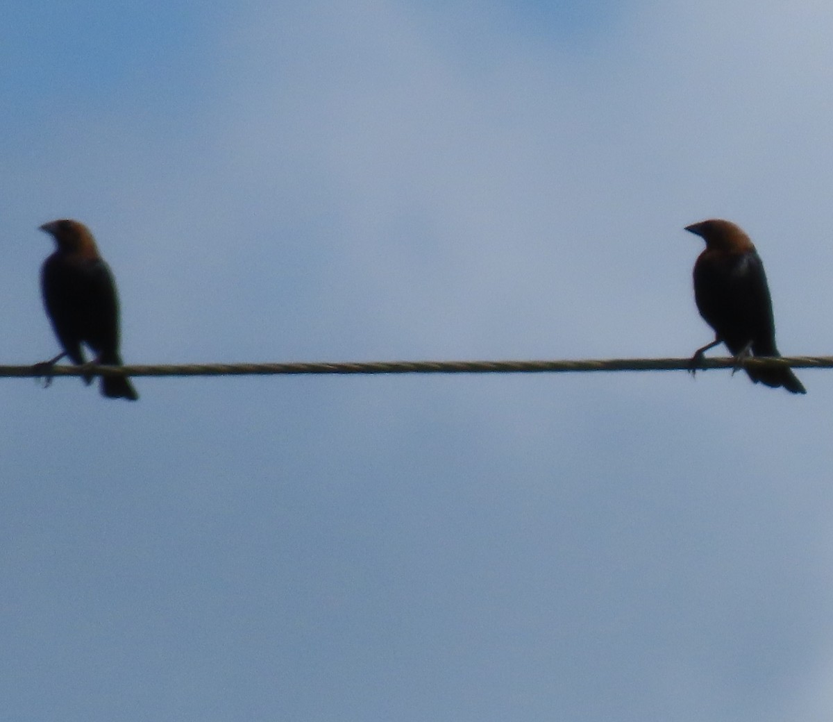 Brown-headed Cowbird - ML638245051