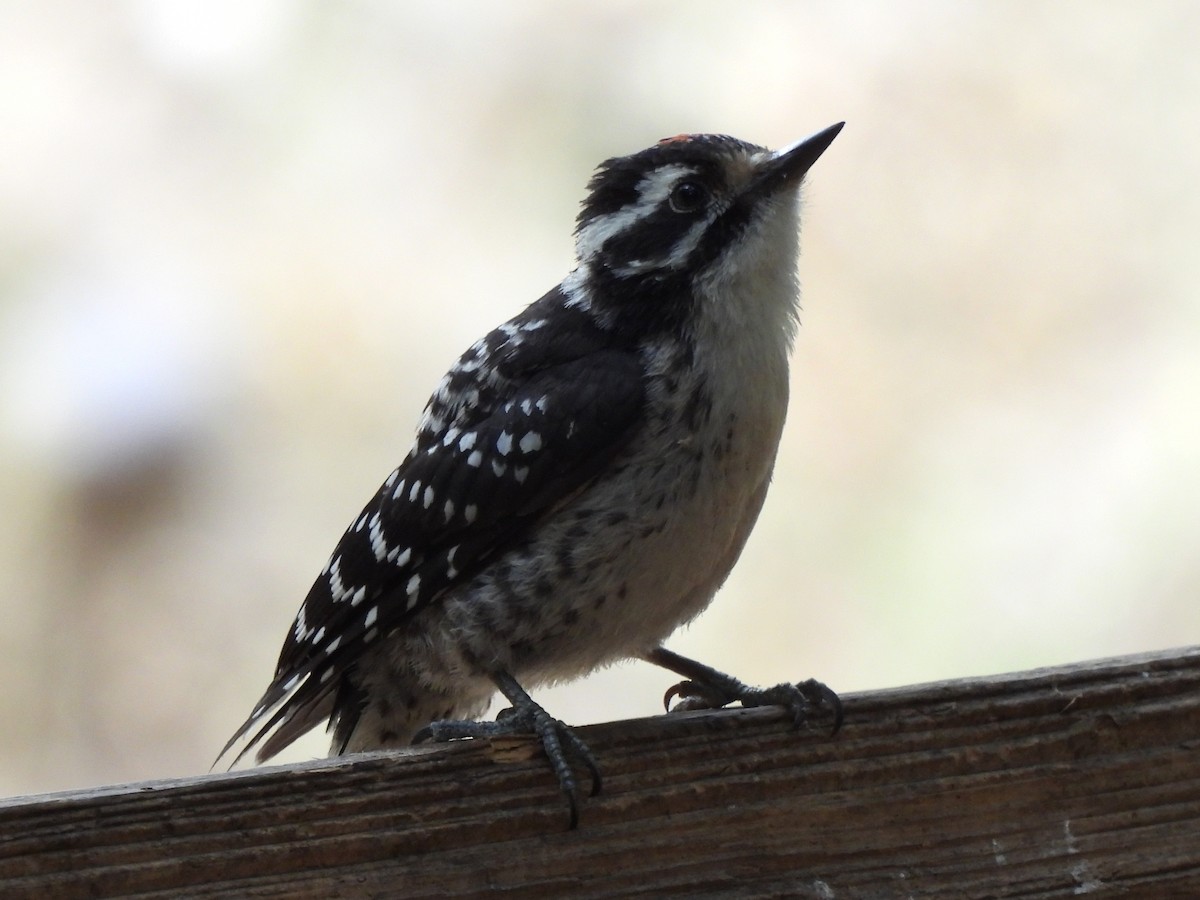 Nuttall's Woodpecker - ML638245059