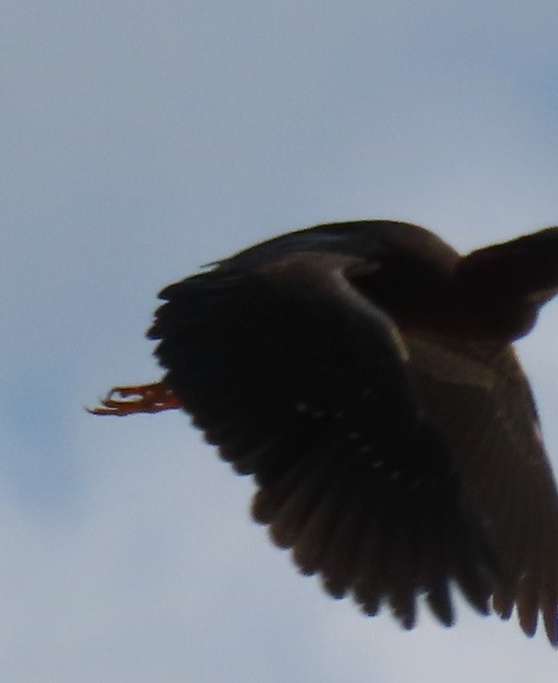 Green Heron - ML638245104