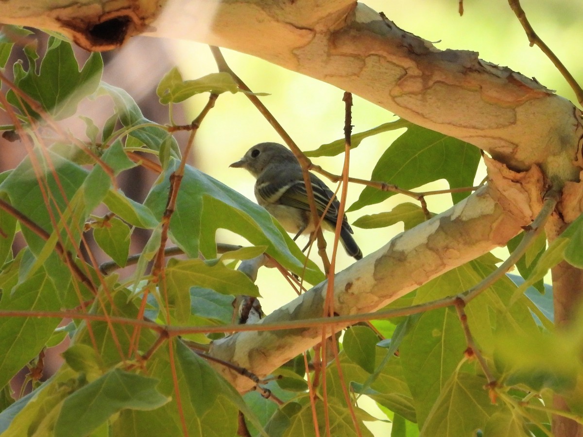 Hutton's Vireo - ML638245108