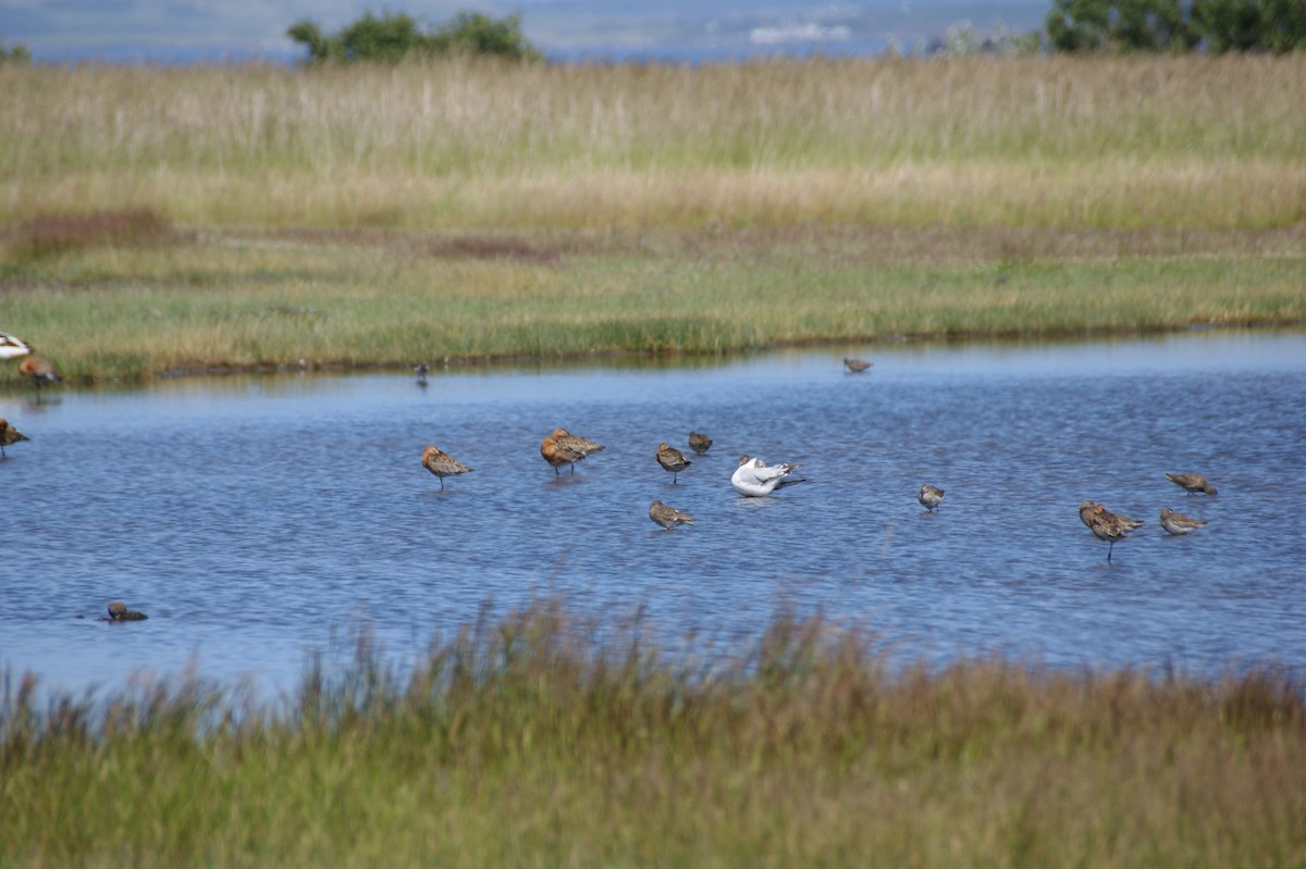 Black-tailed Godwit - ML638245125