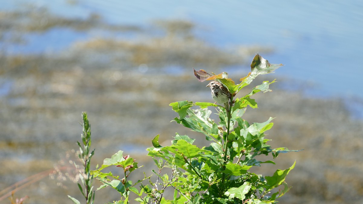 Song Sparrow - ML638245138