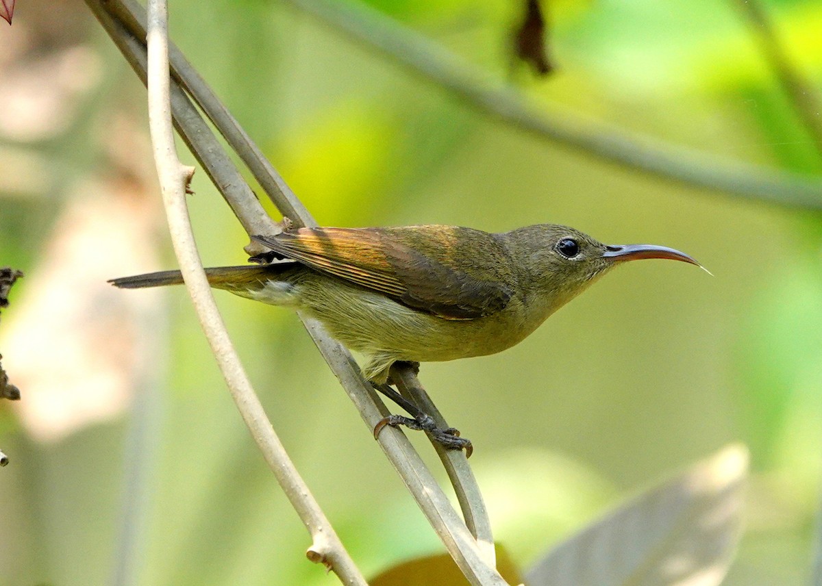 Crimson Sunbird - ML638245146