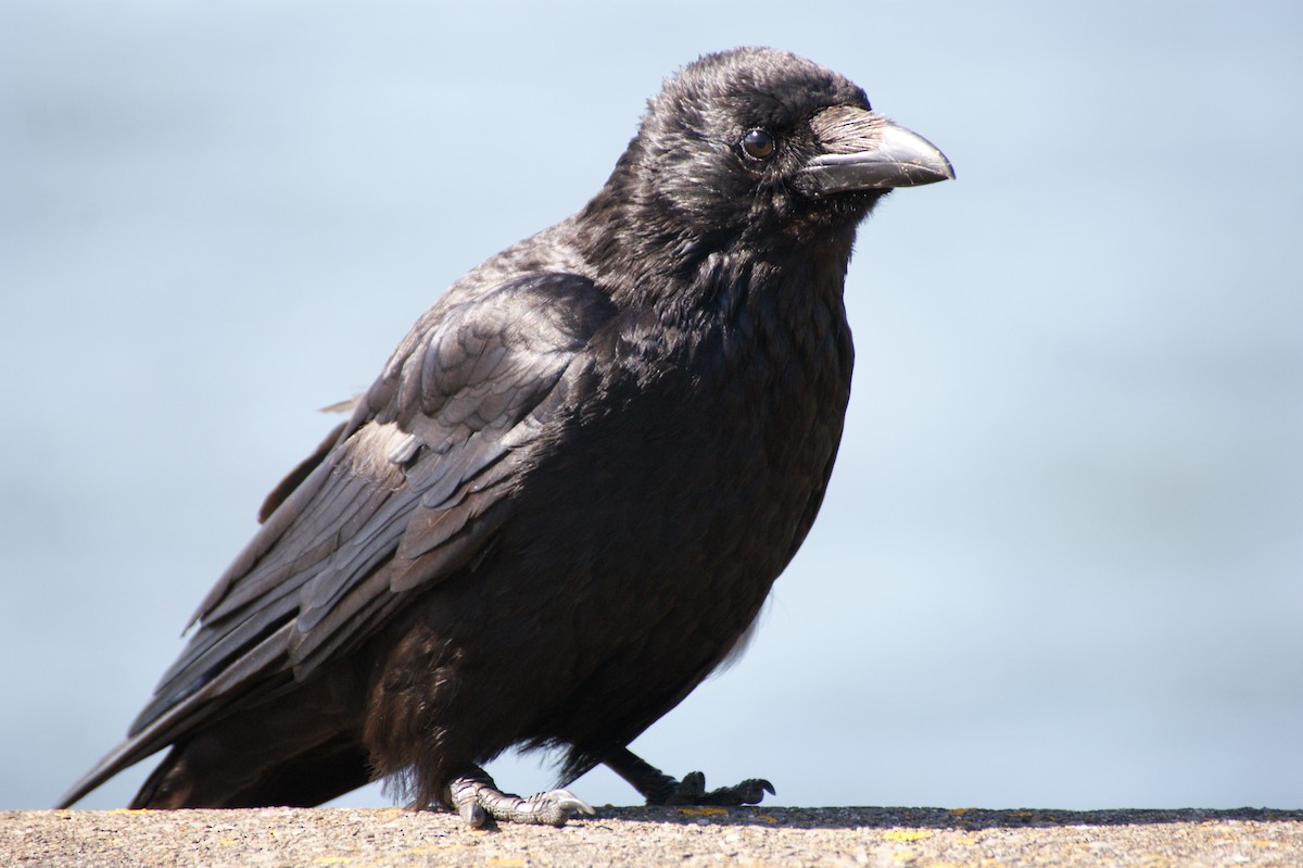 Carrion Crow - ML638245173