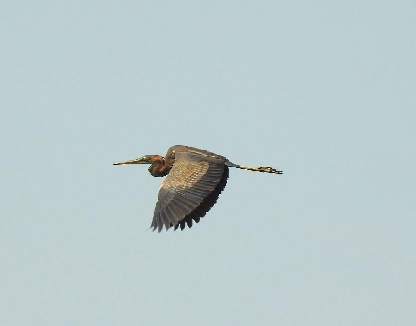 Purple Heron - ML638245195