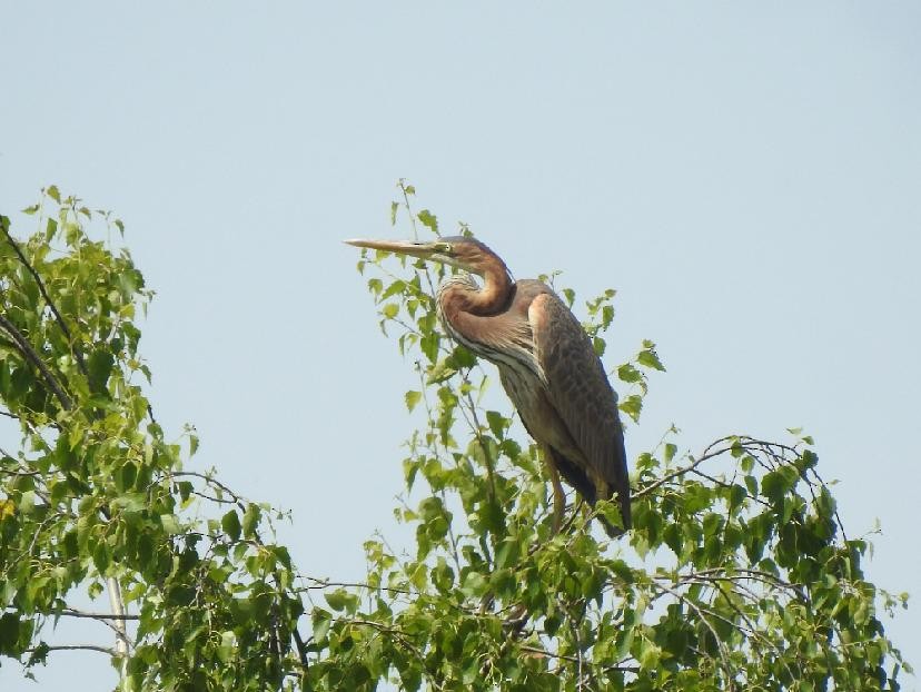 Purple Heron - ML638245196