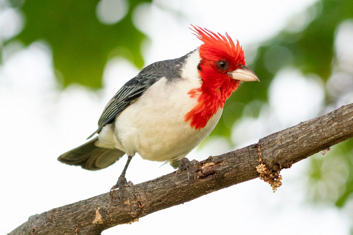 Red-crested Cardinal - ML638245225