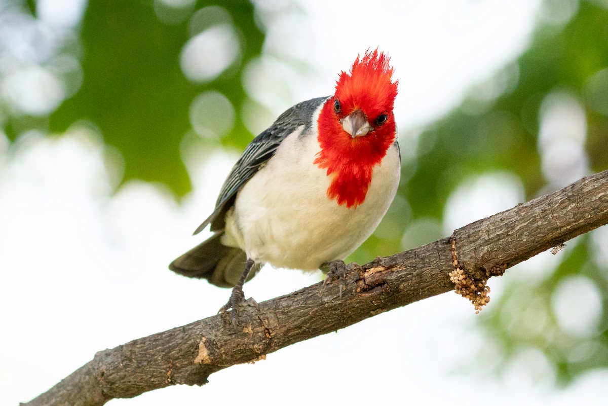 Red-crested Cardinal - ML638245226