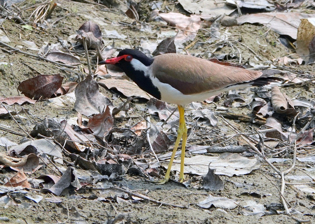 Red-wattled Lapwing - ML638245235