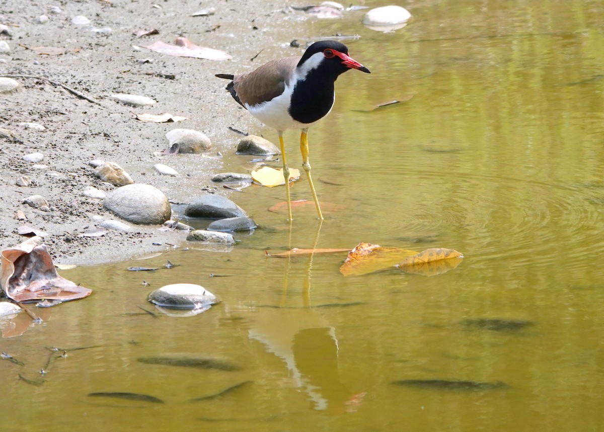 Red-wattled Lapwing - ML638245236