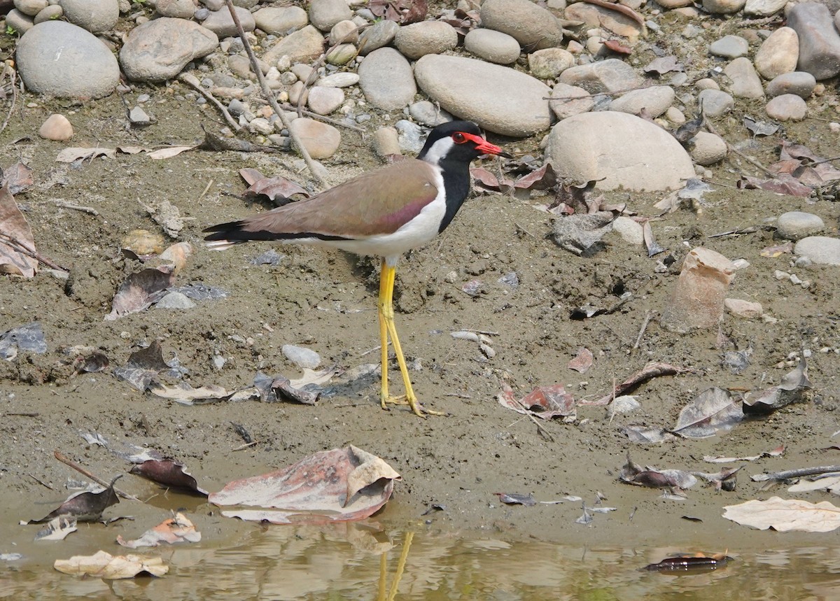 Red-wattled Lapwing - ML638245238