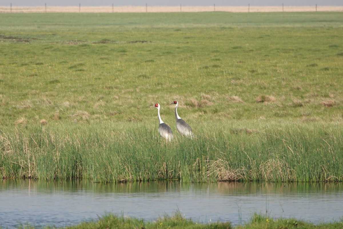 White-naped Crane - ML638245257