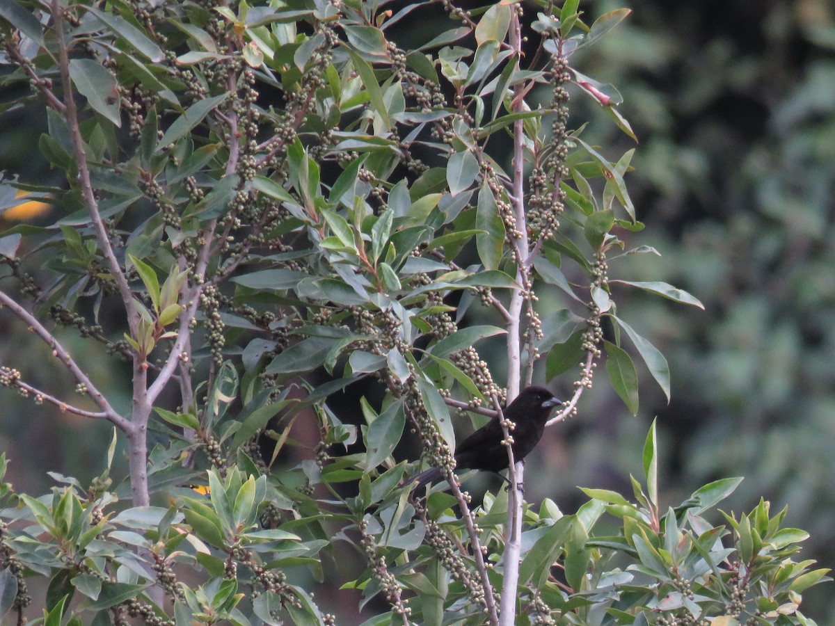 Silver-beaked Tanager - ML638245296