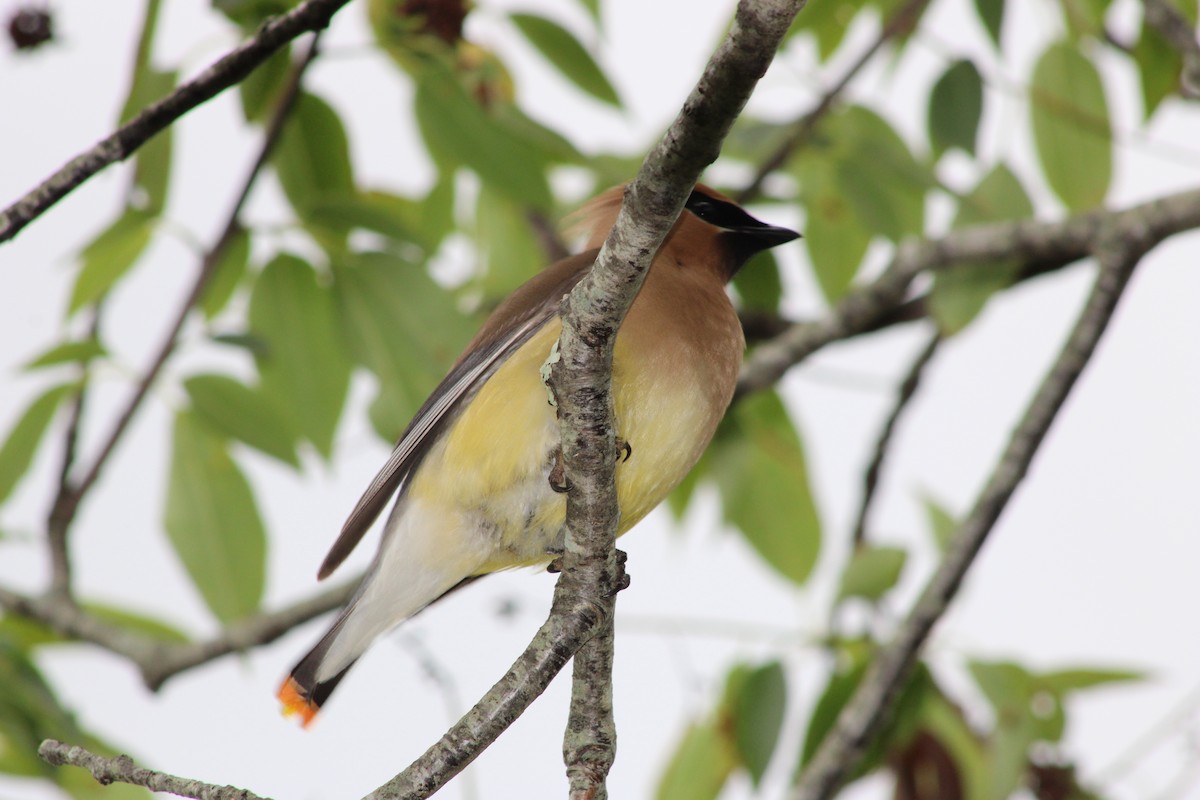 Cedar Waxwing - ML638245299