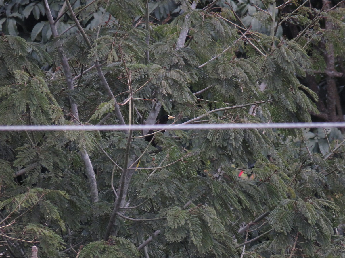 Crested Oropendola - ML638245308