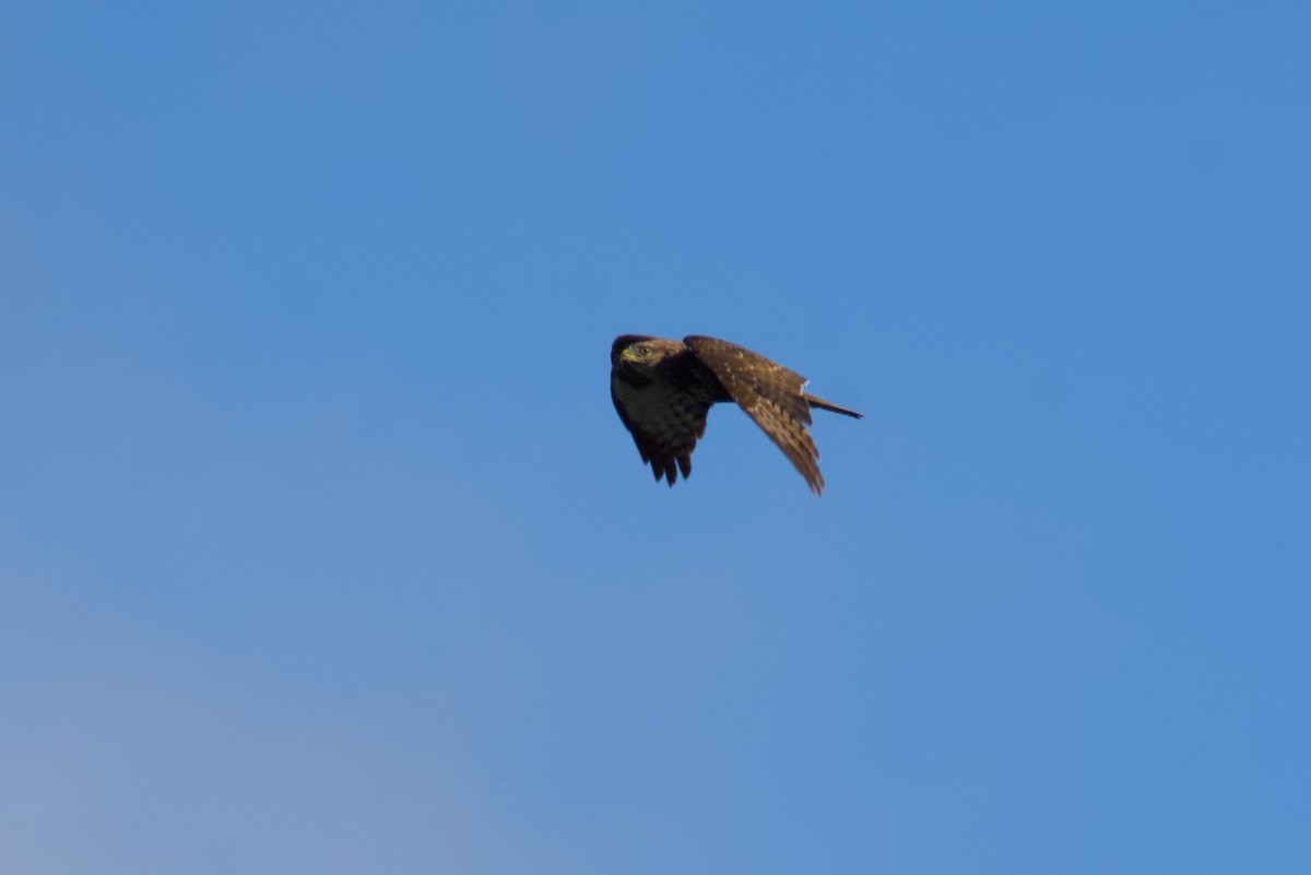 Common Buzzard - ML638245315