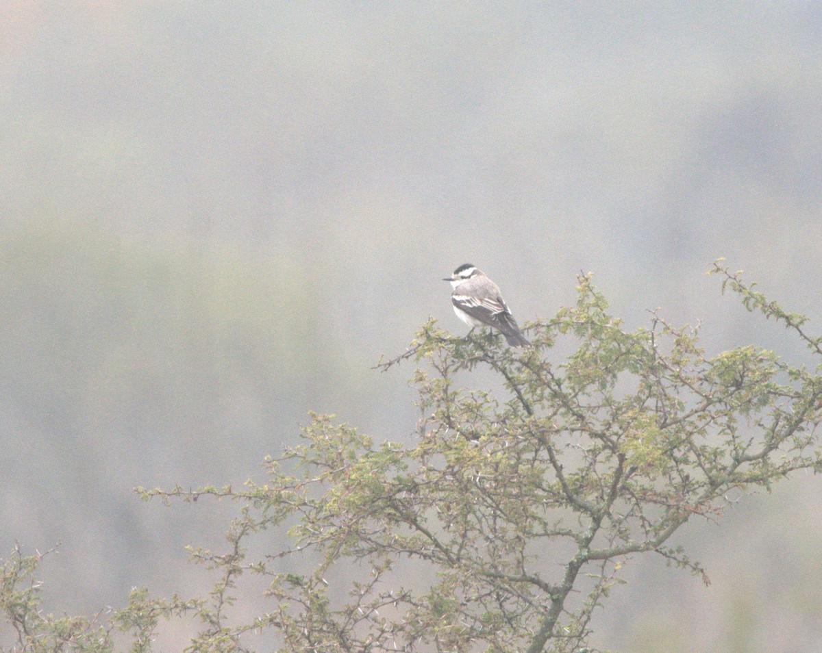 Black-crowned Monjita - ML638245340