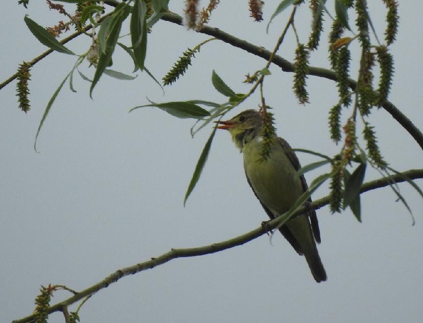 Icterine Warbler - ML638245373