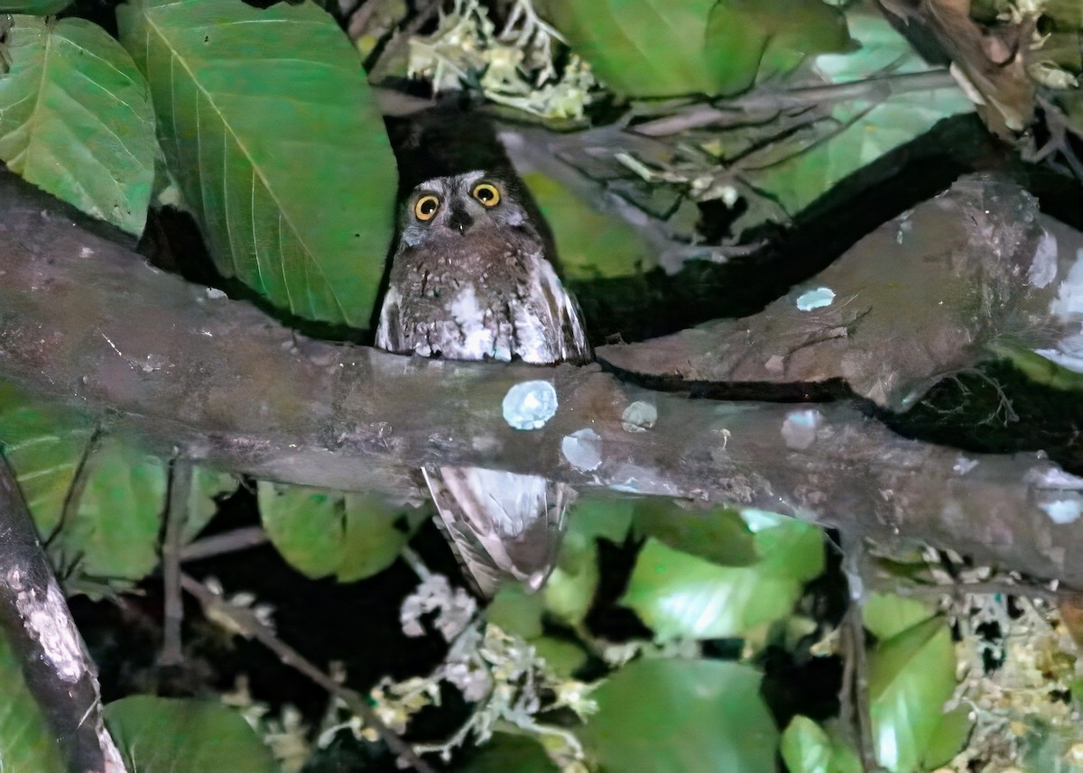 Oriental Scops-Owl - ML638245379