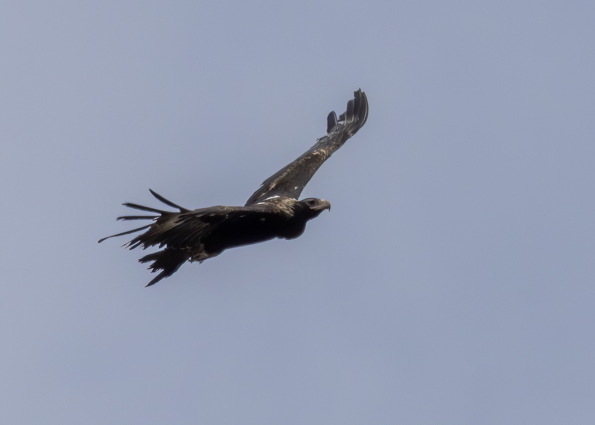 Wedge-tailed Eagle - ML638245398