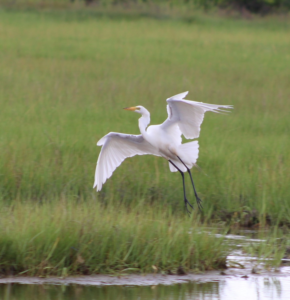 Great Egret - ML638245399